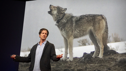Can AI help us speak with wolves? | Jeffrey T. Reed Instructional Video