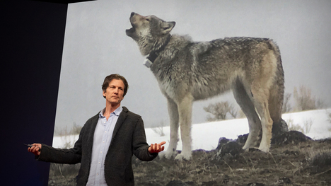 Can AI help us speak with wolves? | Jeffrey T. Reed