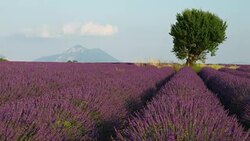 France Provence Valensole region Tree and Lavender field Stock Footage