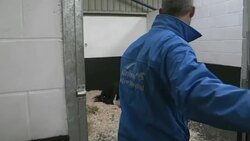 Cinders the horse recovers after acid attack Stock Footage