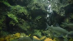 aquatic organisms Stock Footage