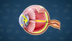 How Does it Work? - Eye Instructional Video