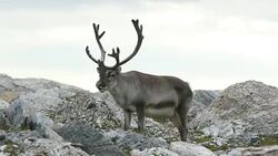 Svalbard Reindeer Stock Footage
