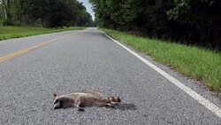 Road Kill With Raccoon Killed By Car On The Highway Stock Footage