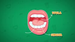 I WONDER - What Job Does Our Mouth Do? Instructional Video