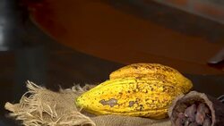 Cacao Tree (Theobroma cacao). Organic cocoa fruit pods in nature. Stock Footage