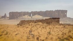 CLEAN : STOCKSHOTS: camels and dunes in the Sahara desert, Mauritania News Clip