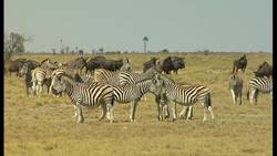 Best Places to View Wildlife Instructional Video