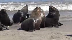 Sea lions at a beach Stock Footage