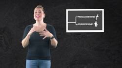 When Penguins Went From The Sky To The Sea Instructional Video