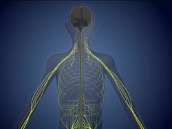 Healthy Nervous and Endocrine Systems: Video Quiz Instructional Video