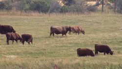 Technology helps farmers and their crops News Clip