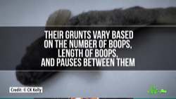 Underwater Animals Are So Loud, They'd Damage Our Hearing Instructional Video