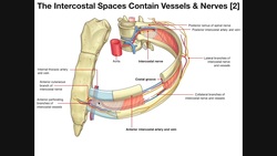 The Intercostal Muscles & Intercostal Spaces Instructional Video