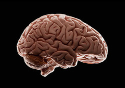 Hypothalamus Instructional Video