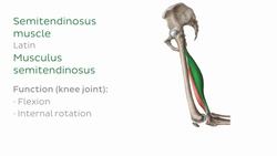 Overview of the muscles of lower limb Instructional Video