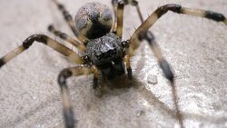 Spider Moves Slowly Stock Footage