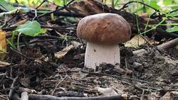 Cep boletus fungus Stock Footage
