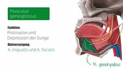 Muskeln der Zunge Instructional Video