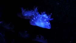 Close-up Jellyfish, Medusa in fish tank with neon light. Stock Footage