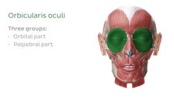 Muscles of the anterior neck Instructional Video