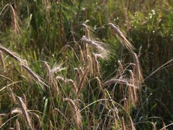 Impacto en la tierra: causando impacto en la tierra Instructional Video