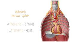 Innervation of the heart Instructional Video