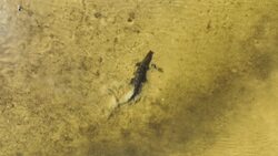 Miraculous Birthing: The Fascinating World of Parthenogenesis in Animals Instructional Video