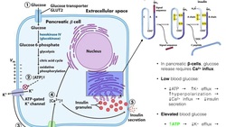 The Mechanism of Insulin Biosynthesis by Pancreatic β-cells Instructional Video