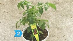 How to Grow Tomatoes with Container Gardening Instructional Video