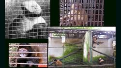 TED: The fight to end rare-animal trafficking in Brazil | Juliana Machado Ferreira Instructional Video