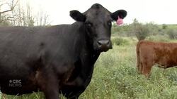 Study looks at how massaging newborn calves might make them heavier and healthier News Clip