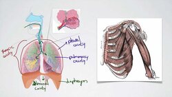 062 Pressure Changes during Breathing Instructional Video