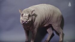 Meet BammBamm, The Prehistoric Babirusa of Sulawesi Instructional Video