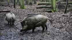 CLEAN : FILE: Wild boars in Germany News Clip