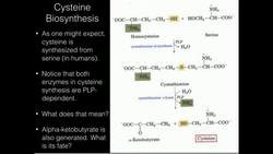 Cysteine Biosynthesis Instructional Video