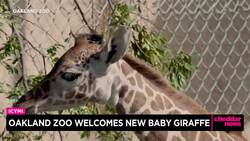 Oakland Zoo Welcomes New Baby Giraffe News Clip