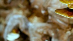 Panning : mature Lingzhi mushrooms on shelf Stock Footage