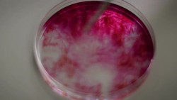 Chemical reactions cause clear liquid to turn pink and substances inside tiny bottles to glow luminously as part of tests into the nutritional value of food. Stock Footage