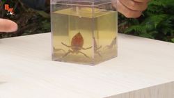 BITTEN by a GIANT WATER BUG! Instructional Video