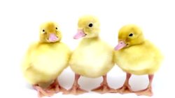 Six Little Ducks | Nursery Rhymes | Baby Songs | Kids Songs | The Kiboomers Instructional Video