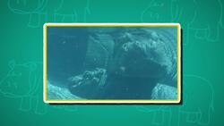 High Five Facts - Hippo Choca Esos Cinco - Hipopótamo Instructional Video