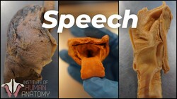 Unlocking the Secrets of the Human Vocal Tract: Our Unique Superpower Instructional Video