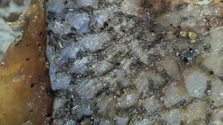 Rotting Fish Stock Footage