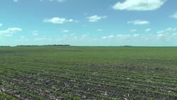 US farmers: China trade stop a 'punch in the gut' News Clip