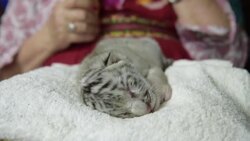 CLEAN : Rare white tiger born at Nicaragua zoo News Clip