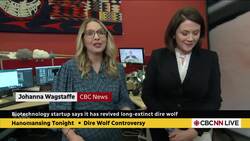 Scientists say they've reintroduced the dire wolf. Is that true? | Hanomansing Tonight News Clip