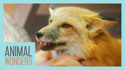 Will Our Red Fox Be Okay? Instructional Video