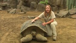 A Galapagos Tortoise Named Winston Loves Getting His Neck Scratched Instructional Video