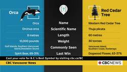 Search for B.C.'s Best Symbol Semifinals: Orca vs. Western Red Cedar News Clip
